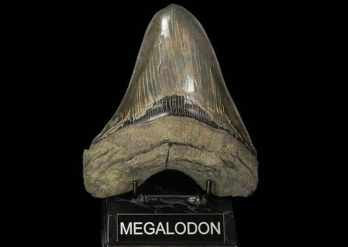 Serrated, Fossil Megalodon Tooth - Massive Tooth #89798